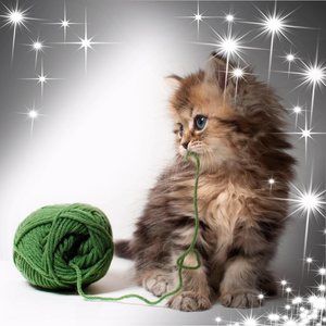 Meet your Posher, Charlotte